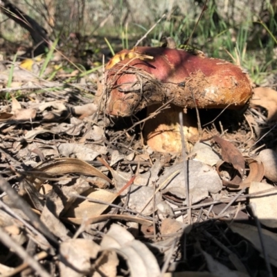 zz bolete at Symonston, ACT - 3 May 2020 by Ratcliffe