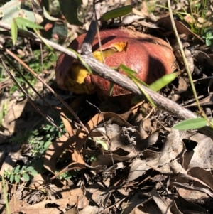 zz bolete at Symonston, ACT - 3 May 2020