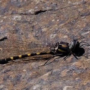 Cordulephya pygmaea at Molonglo River Reserve - 3 May 2020 01:14 PM