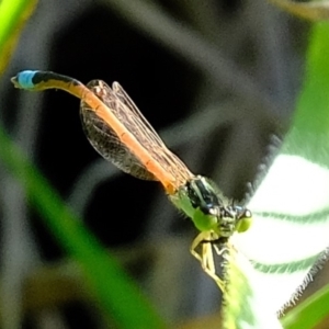 Ischnura aurora at Molonglo River Reserve - 3 May 2020