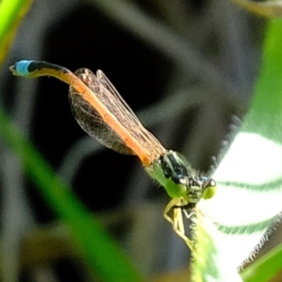 Ischnura aurora (Aurora Bluetail) at Dunlop, ACT - 3 May 2020 by Kurt