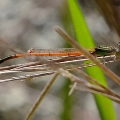 Ischnura aurora at Molonglo River Reserve - 3 May 2020