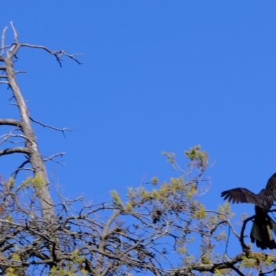 Zanda funerea (Yellow-tailed Black-Cockatoo) at Molonglo River Reserve - 3 May 2020 by Kurt