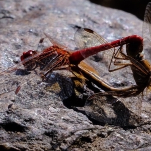 Diplacodes haematodes at Molonglo River Reserve - 3 May 2020