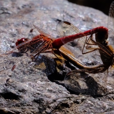 Diplacodes haematodes (Scarlet Percher) at Lower Molonglo - 3 May 2020 by Kurt