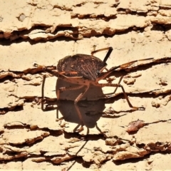 Poecilometis strigatus at Wanniassa, ACT - 3 May 2020