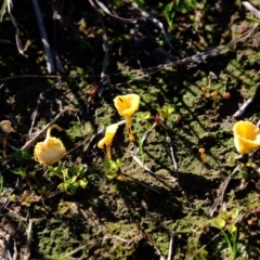 Lichenomphalia chromacea (Yellow Navel) at Dunlop, ACT - 3 May 2020 by Kurt