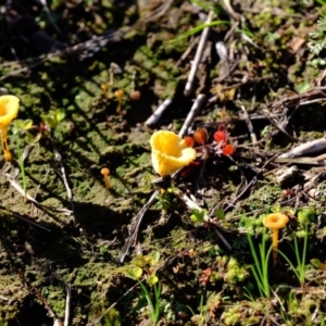 Lichenomphalia chromacea at Molonglo River Reserve - 3 May 2020