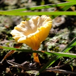 Lichenomphalia chromacea at Molonglo River Reserve - 3 May 2020