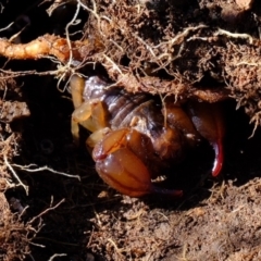 Urodacus manicatus (Black Rock Scorpion) at Molonglo River Reserve - 3 May 2020 by Kurt