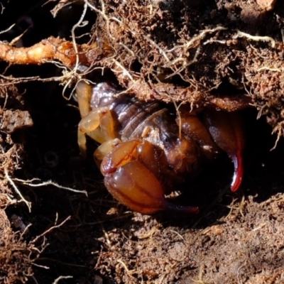 Urodacus manicatus (Black Rock Scorpion) at Dunlop, ACT - 3 May 2020 by Kurt