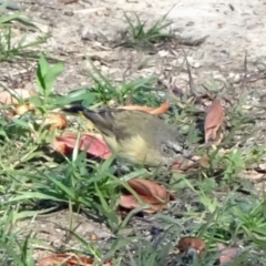 Acanthiza chrysorrhoa (Yellow-rumped Thornbill) at Reid, ACT - 27 Apr 2020 by JanetRussell