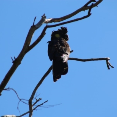 Zanda funerea (Yellow-tailed Black-Cockatoo) at GG38 - 3 May 2020 by LisaH