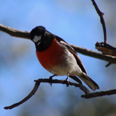 Petroica boodang (Scarlet Robin) at Red Hill, ACT - 3 May 2020 by LisaH