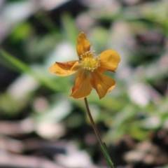 Hypericum gramineum (Small St Johns Wort) at Red Hill, ACT - 3 May 2020 by LisaH