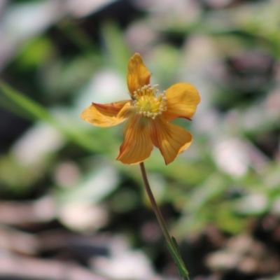 Hypericum gramineum (Small St Johns Wort) at Red Hill, ACT - 3 May 2020 by LisaH