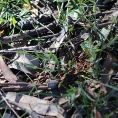 Hypericum gramineum at Red Hill, ACT - 3 May 2020