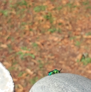 Chrysididae (family) at Murrumbateman, NSW - 3 May 2020