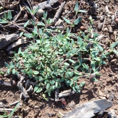 Einadia nutans subsp. nutans (Climbing Saltbush) at Majura, ACT - 3 May 2020 by JanetRussell