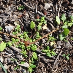 Dysphania pumilio (Small Crumbweed) at Campbell Park Woodland - 3 May 2020 by JanetRussell