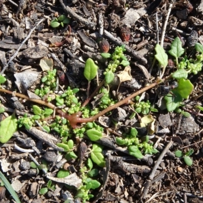 Dysphania pumilio (Small Crumbweed) at Campbell Park Woodland - 3 May 2020 by JanetRussell