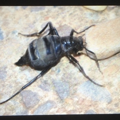 Boreoides subulatus (Wingless Soldier Fly) at Flynn, ACT - 3 May 2020 by B737