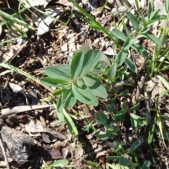 Hypericum perforatum (St John's Wort) at Campbell Park Woodland - 3 May 2020 by JanetRussell