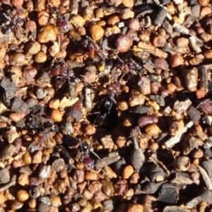 Iridomyrmex purpureus at Majura, ACT - 3 May 2020