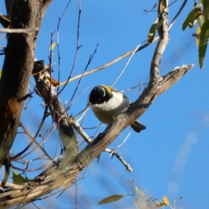 Melithreptus lunatus at Deakin, ACT - 3 May 2020