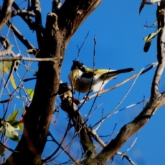 Melithreptus lunatus at Deakin, ACT - 3 May 2020