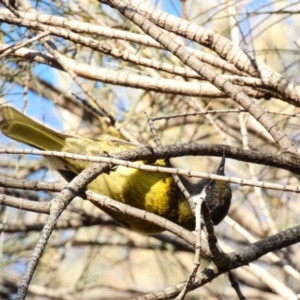 Nesoptilotis leucotis at Deakin, ACT - 3 May 2020