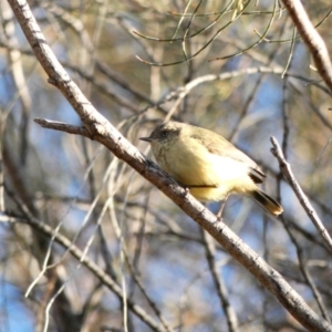 Acanthiza reguloides at Deakin, ACT - 3 May 2020