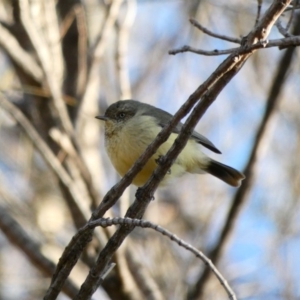 Acanthiza reguloides at Deakin, ACT - 3 May 2020