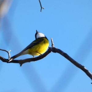 Pachycephala pectoralis at Deakin, ACT - 3 May 2020