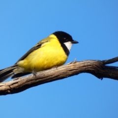 Pachycephala pectoralis at Deakin, ACT - 3 May 2020