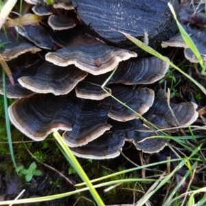 Trametes versicolor at Hall, ACT - 3 May 2020 11:16 AM