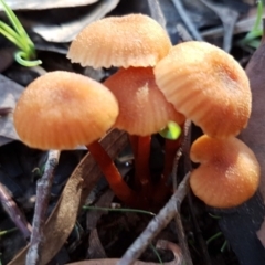 Laccaria sp. (Laccaria) at Amaroo, ACT - 3 May 2020 by tpreston