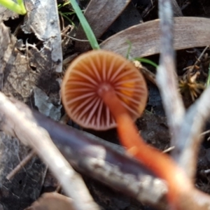 Laccaria sp. at Amaroo, ACT - 3 May 2020