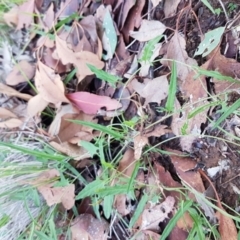 Convolvulus angustissimus subsp. angustissimus (Australian Bindweed) at Moncrieff, ACT - 3 May 2020 by tpreston