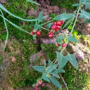 Einadia nutans subsp. nutans at Amaroo, ACT - 3 May 2020