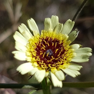 Tolpis barbata (Yellow Hawkweed) at Hall, ACT - 3 May 2020 by tpreston