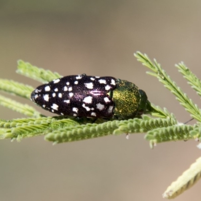 Diphucrania leucosticta (White-flecked acacia jewel beetle) at Hawker, ACT - 27 Feb 2020 by AlisonMilton