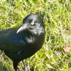 Corvus coronoides (Australian Raven) at Bungendore, NSW - 3 May 2020 by tpreston