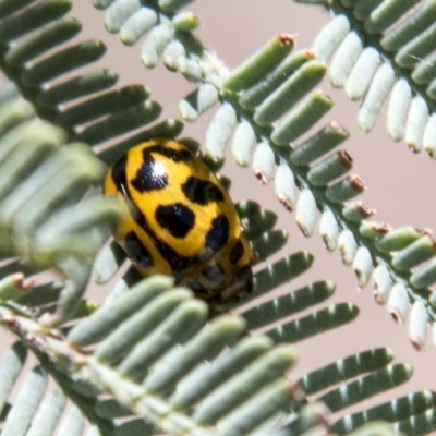 Peltoschema oceanica (Oceanica leaf beetle) at Dunlop, ACT - 27 Feb 2020 by AlisonMilton