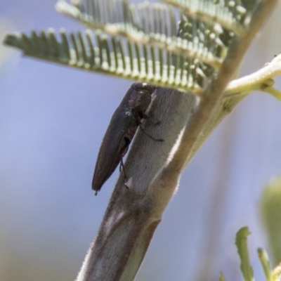 Melobasis sp. (genus) (Unidentified Melobasis jewel Beetle) at The Pinnacle - 27 Feb 2020 by AlisonMilton