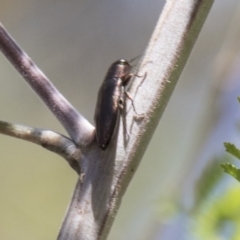 Melobasis sp. (genus) at Dunlop, ACT - 27 Feb 2020 11:42 AM