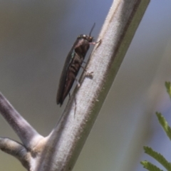 Melobasis sp. (genus) at Dunlop, ACT - 27 Feb 2020 11:42 AM