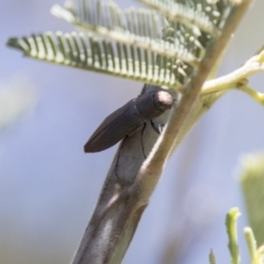 Melobasis sp. (genus) at Dunlop, ACT - 27 Feb 2020 11:42 AM