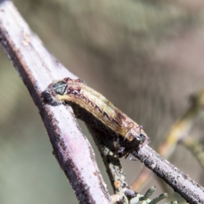 Jalmenus icilius (Amethyst Hairstreak) at Hawker, ACT - 27 Feb 2020 by AlisonMilton