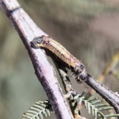 Jalmenus icilius at Hawker, ACT - 27 Feb 2020 11:07 AM